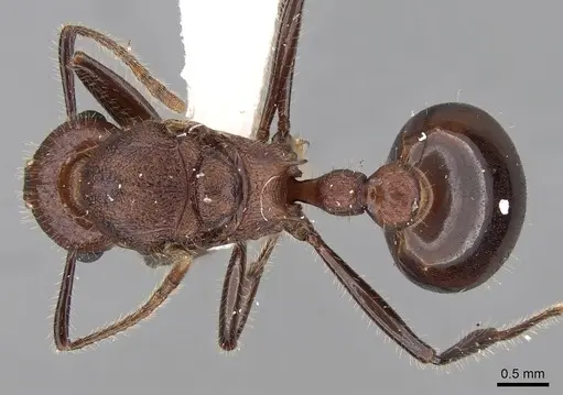 Tetramorium rotundatum specimen CASENT0280919 image casent0280919_1