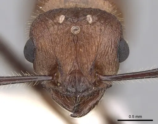 Tetramorium rotundatum specimen CASENT0280919 image casent0280919_2