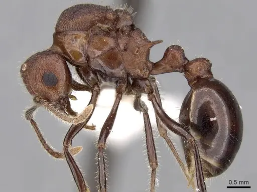 Tetramorium rotundatum specimen CASENT0280919 image casent0280919_3