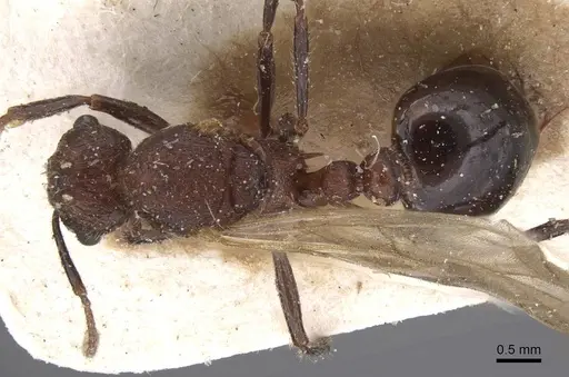 Tetramorium rotundatum specimen CASENT0915041 image casent0915041_1
