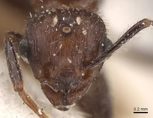 Tetramorium rotundatum specimen CASENT0915041 image casent0915041_2