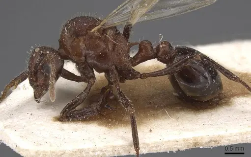 Tetramorium rotundatum specimen CASENT0915041 image casent0915041_3
