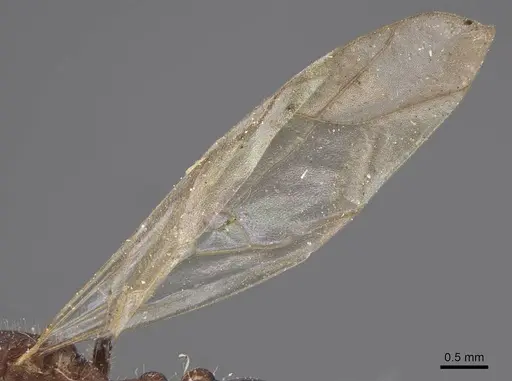 Tetramorium rotundatum specimen CASENT0915041 image casent0915041_4