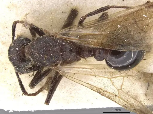 Tetramorium rotundatum specimen RMCAENT000017785 image rmcaent000017785_1
