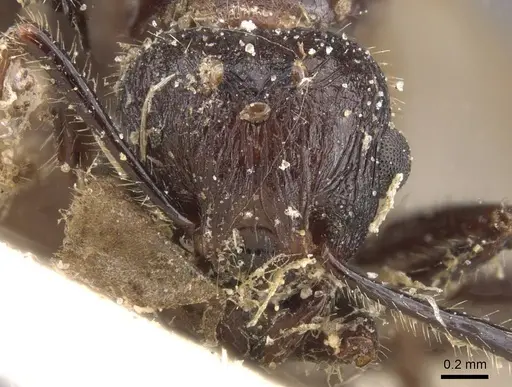 Tetramorium rotundatum specimen RMCAENT000017785 image rmcaent000017785_2