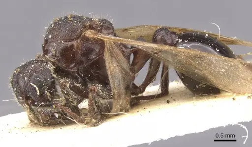 Tetramorium rotundatum specimen RMCAENT000017785 image rmcaent000017785_3