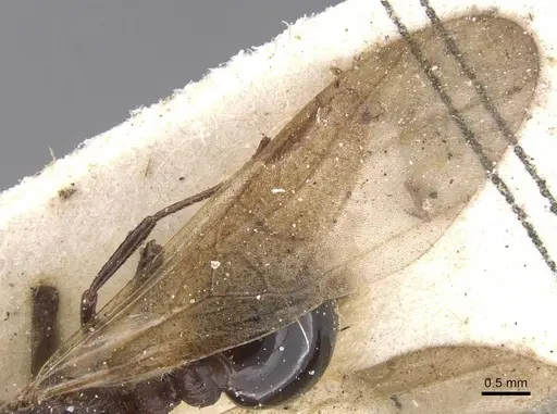 Tetramorium rotundatum specimen RMCAENT000017785 image rmcaent000017785_4