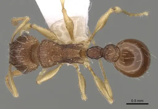 Tetramorium rubrum specimen CASENT0217227 image casent0217227_1