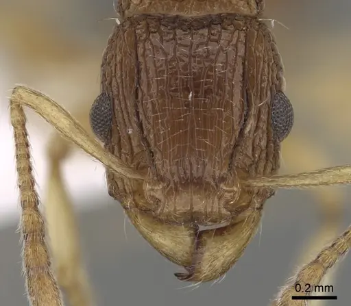 Tetramorium rubrum specimen CASENT0217227 image casent0217227_2