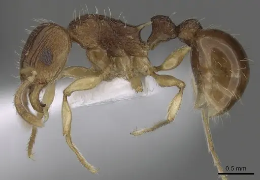 Tetramorium rubrum specimen CASENT0217227 image casent0217227_3