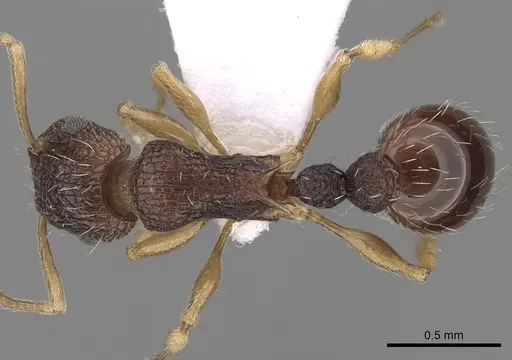 Tetramorium rubrum specimen CASENT0217228 image casent0217228_1