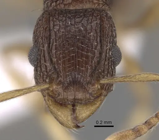 Tetramorium rubrum specimen CASENT0217228 image casent0217228_2