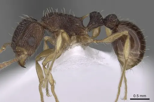 Tetramorium rubrum specimen CASENT0217228 image casent0217228_3