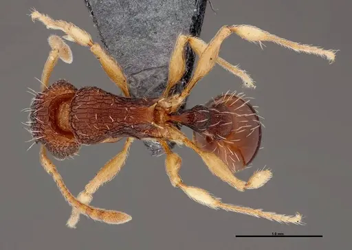 Tetramorium rubrum specimen FMNHINS0000047320 image fmnhins0000047320_1