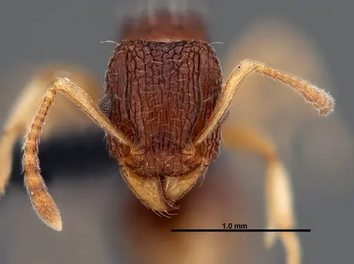 Tetramorium rubrum specimen FMNHINS0000047320 image fmnhins0000047320_2