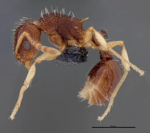 Tetramorium rubrum specimen FMNHINS0000047320 image fmnhins0000047320_3