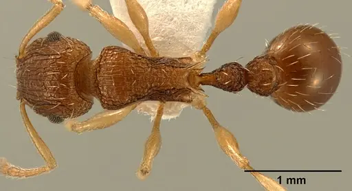 Tetramorium rubrum specimen ZFMKHYM20096209 image zfmkhym20096209_1