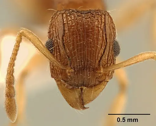 Tetramorium rubrum specimen ZFMKHYM20096209 image zfmkhym20096209_2