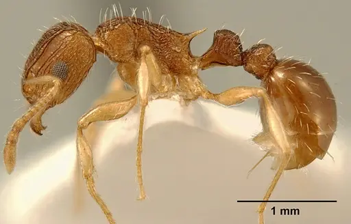 Tetramorium rubrum specimen ZFMKHYM20096209 image zfmkhym20096209_3