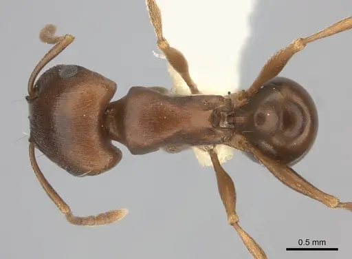 Tetramorium rufescens specimen CASENT0217976 image casent0217976_1