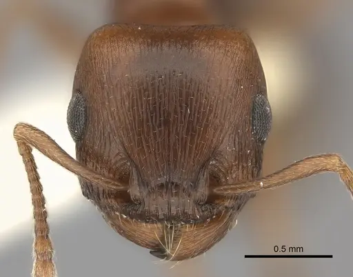 Tetramorium rufescens specimen CASENT0217976 image casent0217976_2