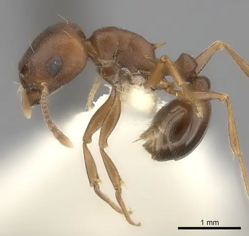 Tetramorium rufescens specimen CASENT0217976 image casent0217976_3
