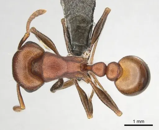 Tetramorium rufescens specimen CASENT0257006 image casent0257006_1