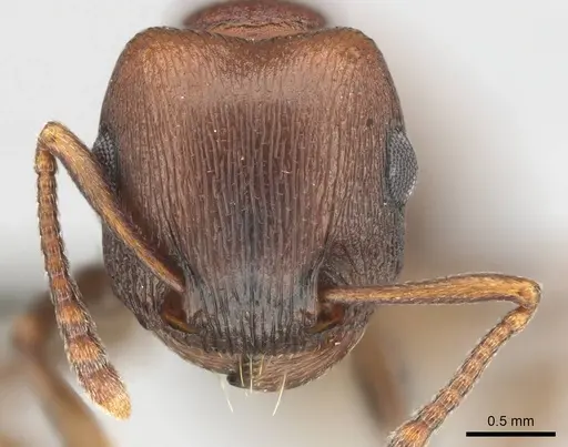 Tetramorium rufescens specimen CASENT0257006 image casent0257006_2
