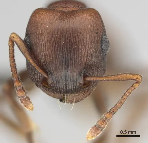 Tetramorium rufescens specimen CASENT0257006 image casent0257006_3