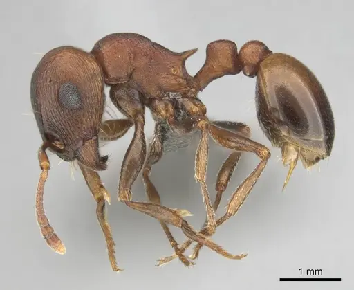 Tetramorium rufescens specimen CASENT0257006 image casent0257006_4