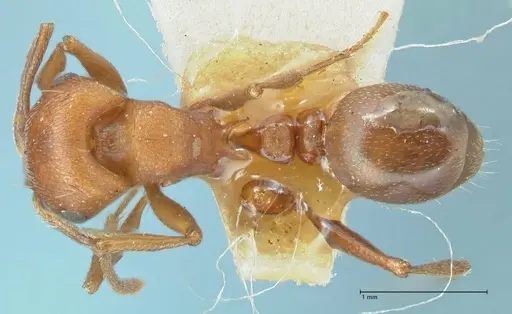 Tetramorium rufescens specimen FOCOL2082 image focol2082_1