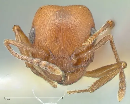 Tetramorium rufescens specimen FOCOL2082 image focol2082_2
