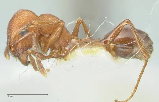 Tetramorium rufescens specimen FOCOL2082 image focol2082_3