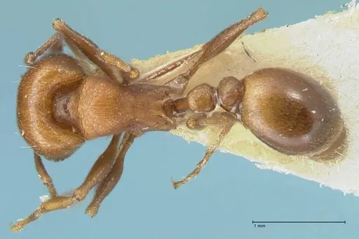 Tetramorium rufescens specimen FOCOL2083 image focol2083_1