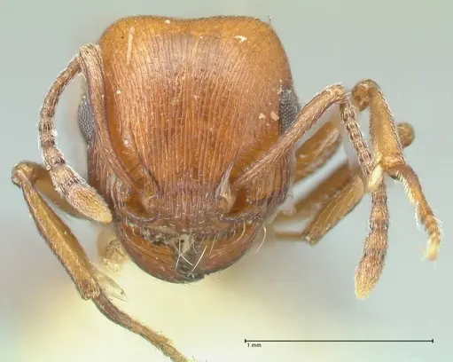 Tetramorium rufescens specimen FOCOL2083 image focol2083_2
