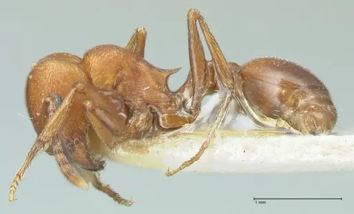 Tetramorium rufescens specimen FOCOL2083 image focol2083_3