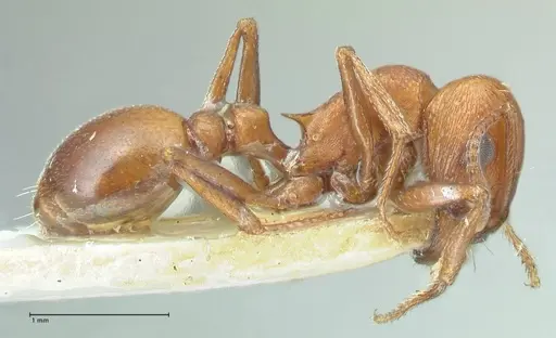 Tetramorium rufescens specimen FOCOL2083 image focol2083_4