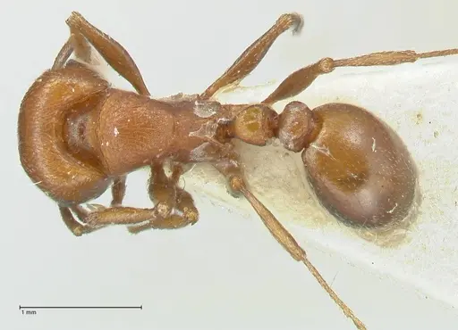 Tetramorium rufescens specimen FOCOL2084 image focol2084_1