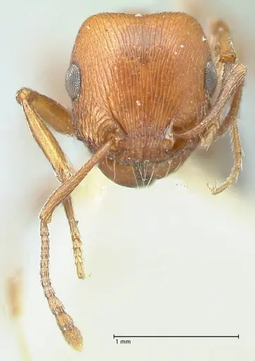 Tetramorium rufescens specimen FOCOL2084 image focol2084_2
