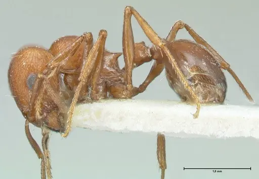Tetramorium rufescens specimen FOCOL2084 image focol2084_3