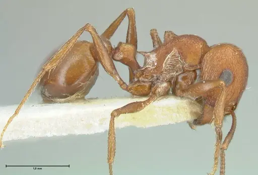 Tetramorium rufescens specimen FOCOL2084 image focol2084_4