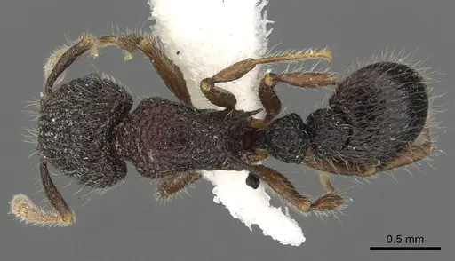 Tetramorium rugigaster specimen CASENT0901105 image casent0901105_1