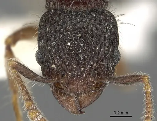 Tetramorium rugigaster specimen CASENT0901105 image casent0901105_2