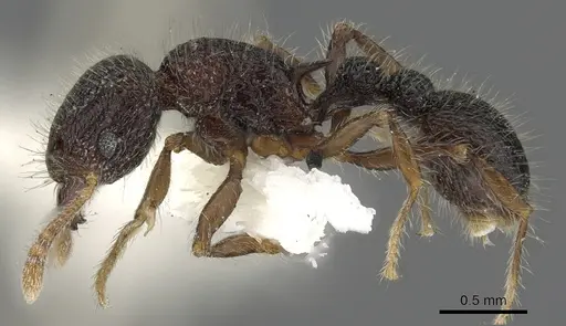 Tetramorium rugigaster specimen CASENT0901105 image casent0901105_3