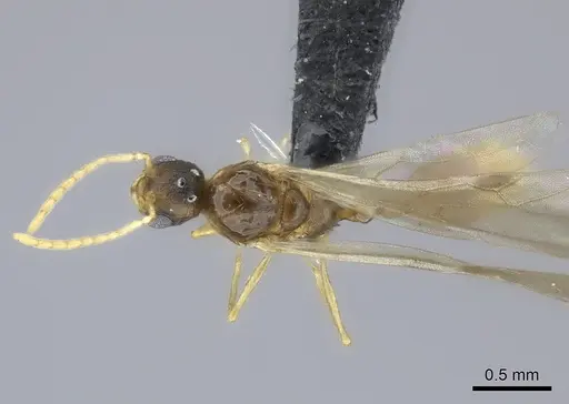 Tetramorium rumo specimen CASENT0070854 image casent0070854_1