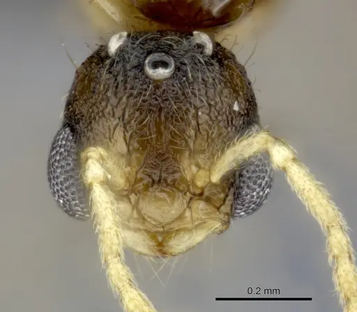 Tetramorium rumo specimen CASENT0070854 image casent0070854_2