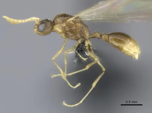 Tetramorium rumo specimen CASENT0070854 image casent0070854_3