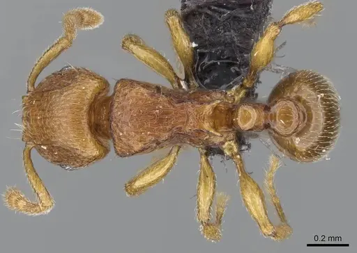 Tetramorium rumo specimen CASENT0073025 image casent0073025_1