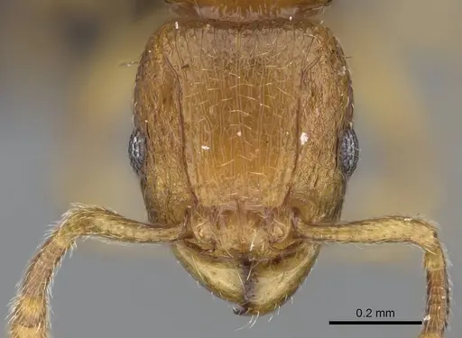 Tetramorium rumo specimen CASENT0073025 image casent0073025_2