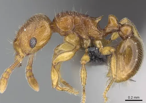 Tetramorium rumo specimen CASENT0073025 image casent0073025_3